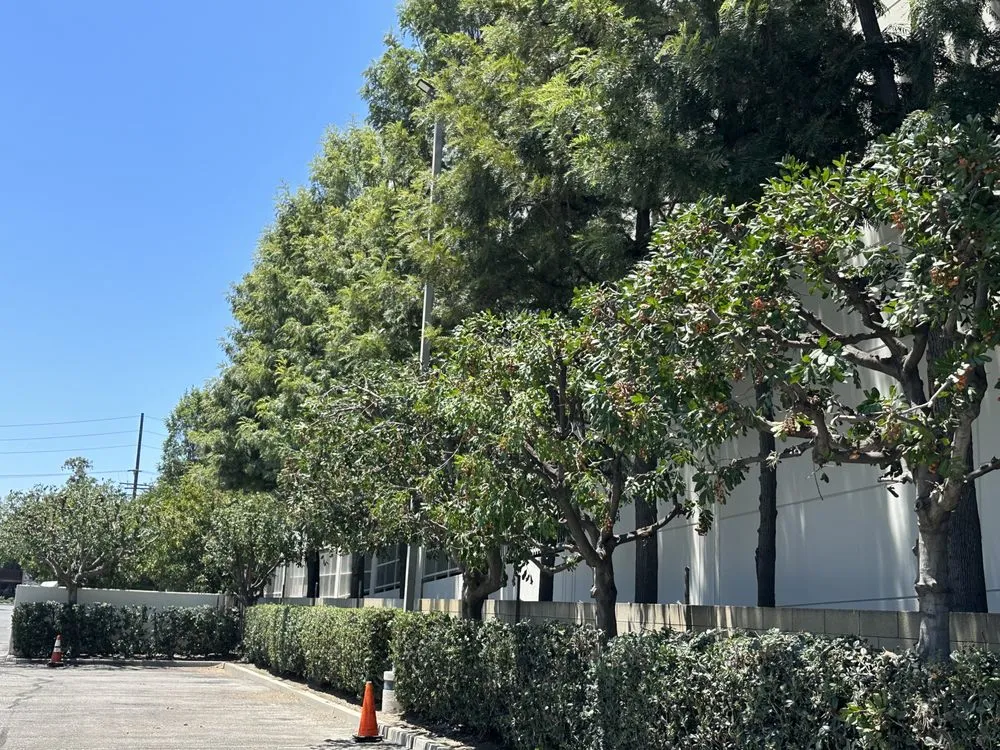 Local yard cleanup service for year-round maintenance in Upland, CA by Green Earth Landscapes and Tree Service