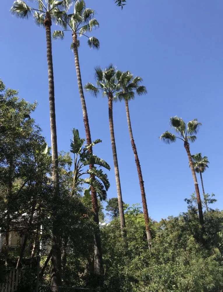 Trusted yard cleanup service for beautiful yards across Upland, CA - Green Earth Landscapes and Tree Service