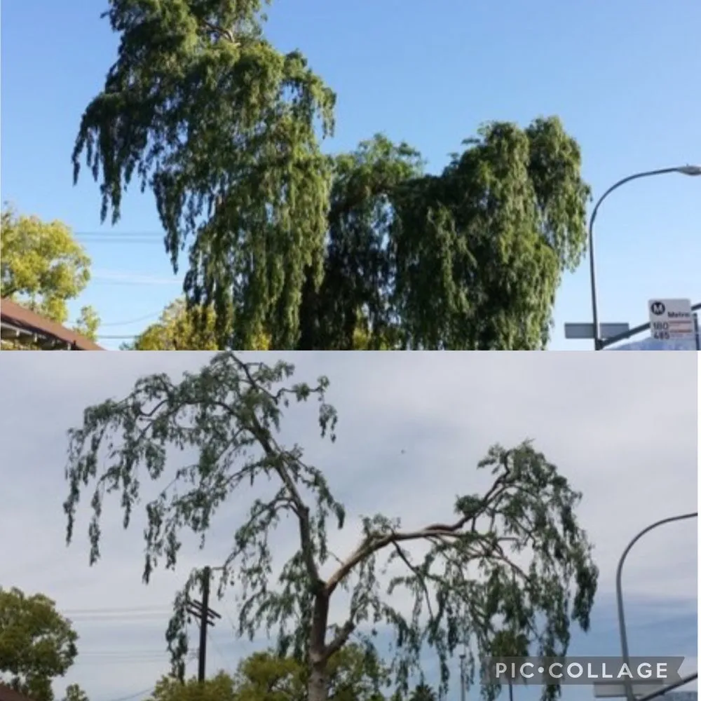 Local lawn care service for beautiful yards in Upland, CA by Green Earth Landscapes and Tree Service