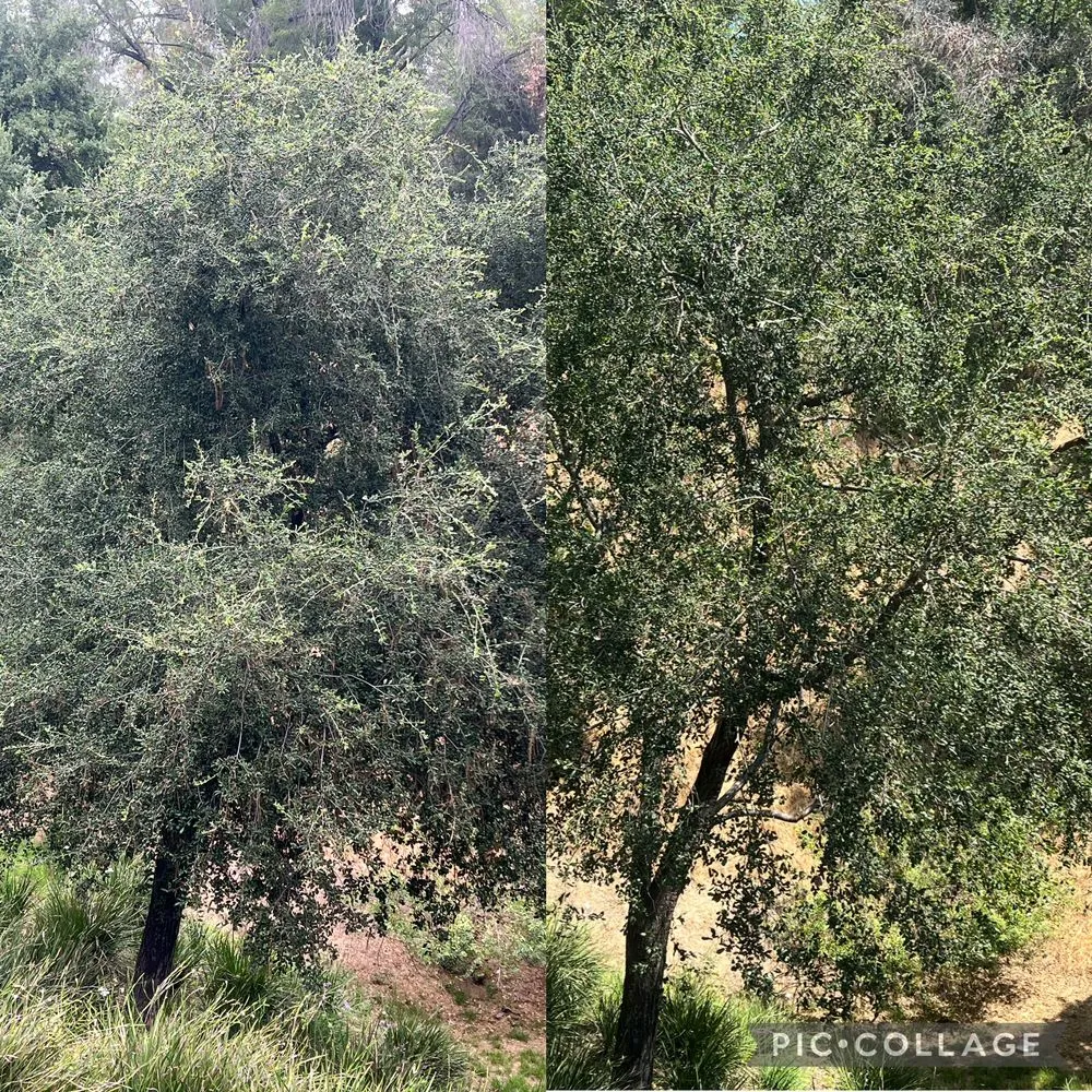 Reliable lawn mowing service near you in Upland, CA by Green Earth Landscapes and Tree Service