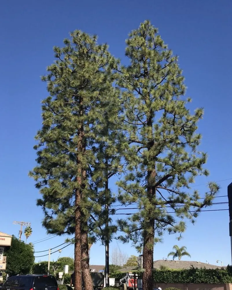 Professional lawn care service in Upland, CA - Green Earth Landscapes and Tree Service