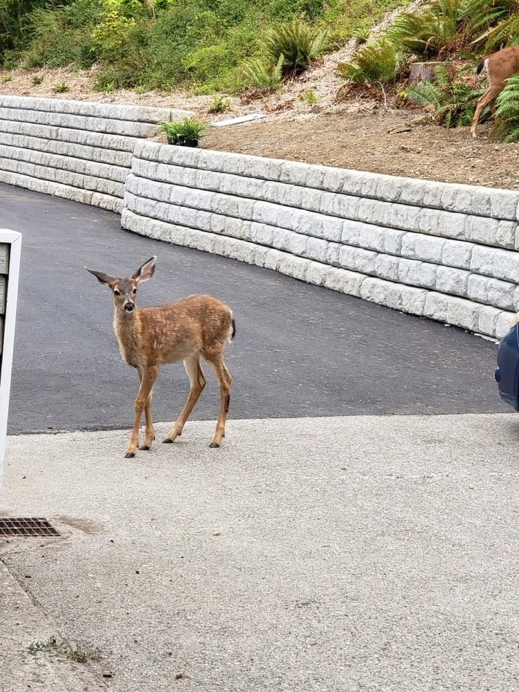Reliable outdoor landscaping in Bellingham, WA by Green Earth Landscapes