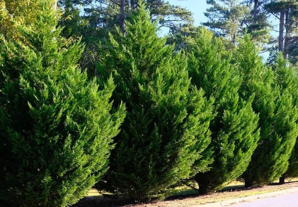 Professional yard maintenance in Burlington, WA - Green Earth Landscapes