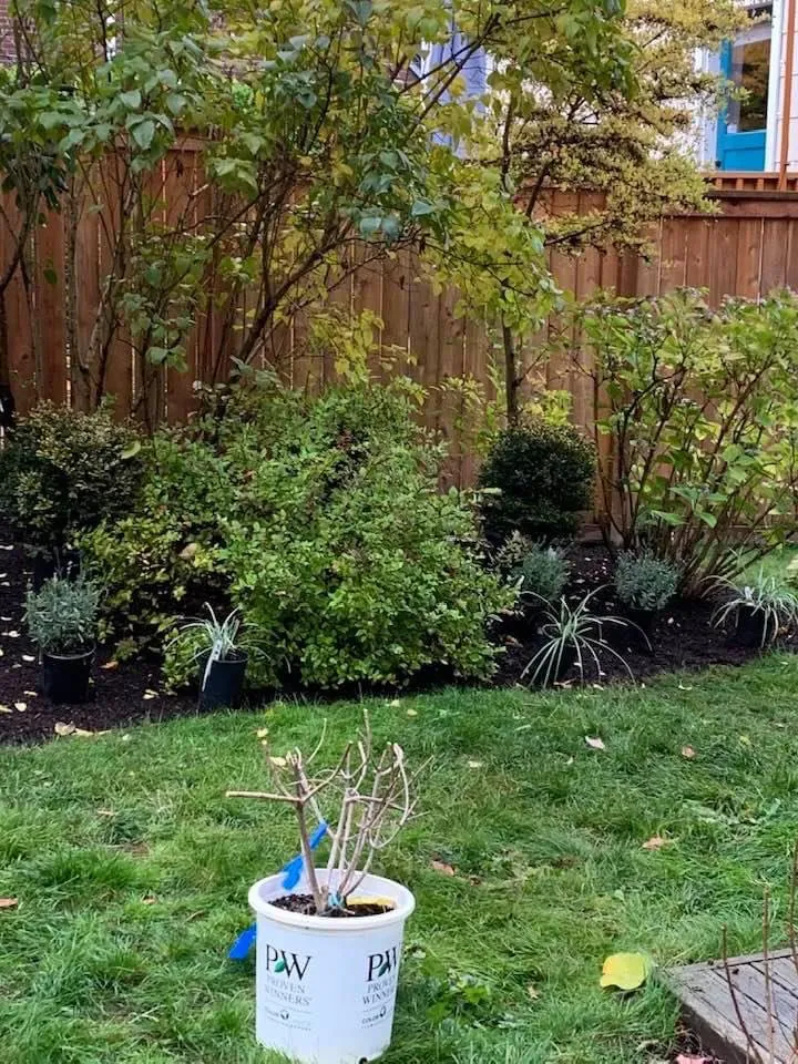 Local yard maintenance in Seattle, WA by Green Earth Landscaping Service