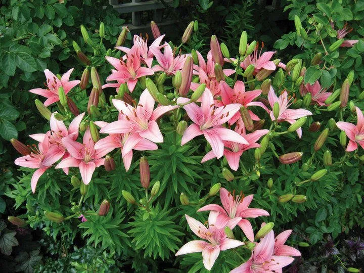 Top-rated landscape installation experts serving Hutchinson, MN - Green Earth Lawn Care