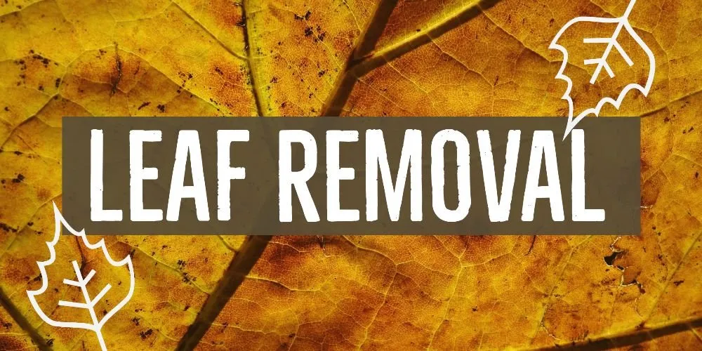 Trusted yard cleanup service near you in Little Elm, TX by Green Edge Landscape