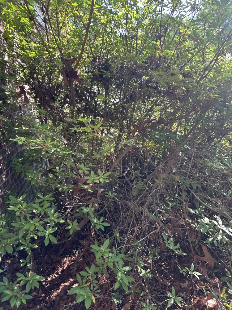 Local lawn mowing service for homes across Fayetteville, NC - Green Edge Lawn Care & Drip Clean Power Wash