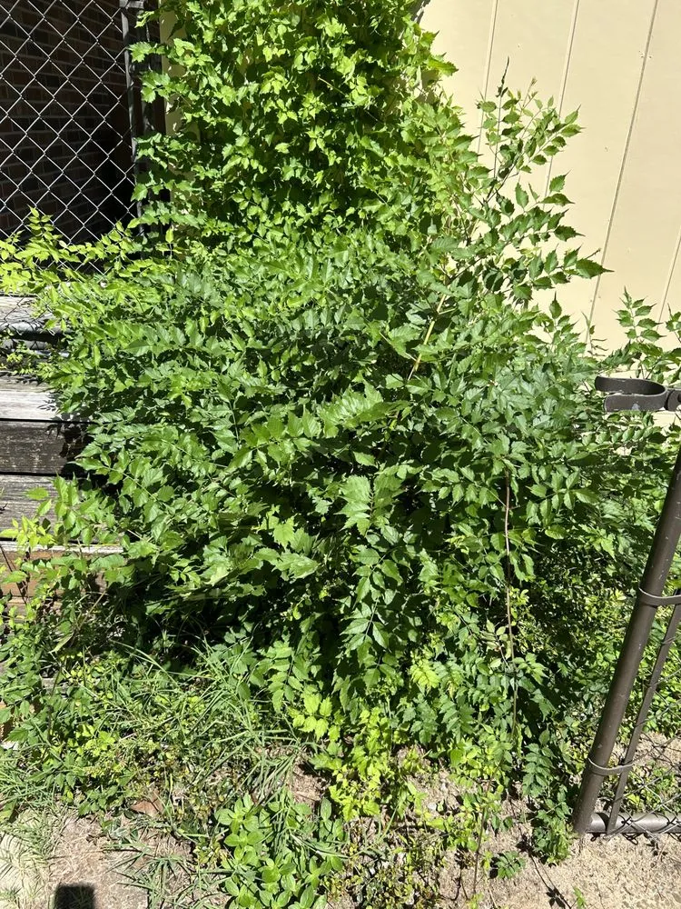 Affordable yard maintenance for residential properties in Fayetteville, NC by Green Edge Lawn Care & Drip Clean Power Wash