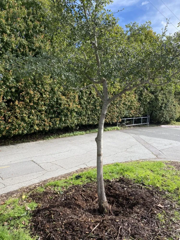 Local lawn mowing service in San Jose, CA by Green Edge