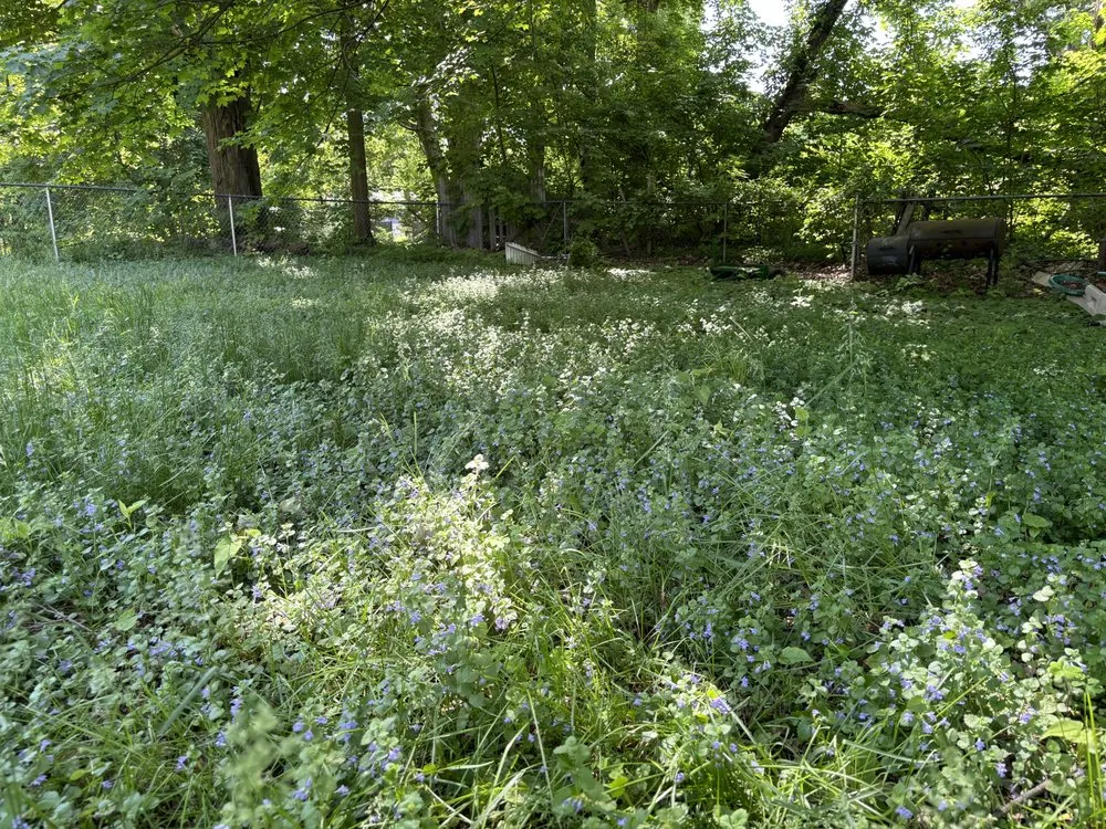 Trusted yard maintenance in Fort Edward, NY - Green Elite Property