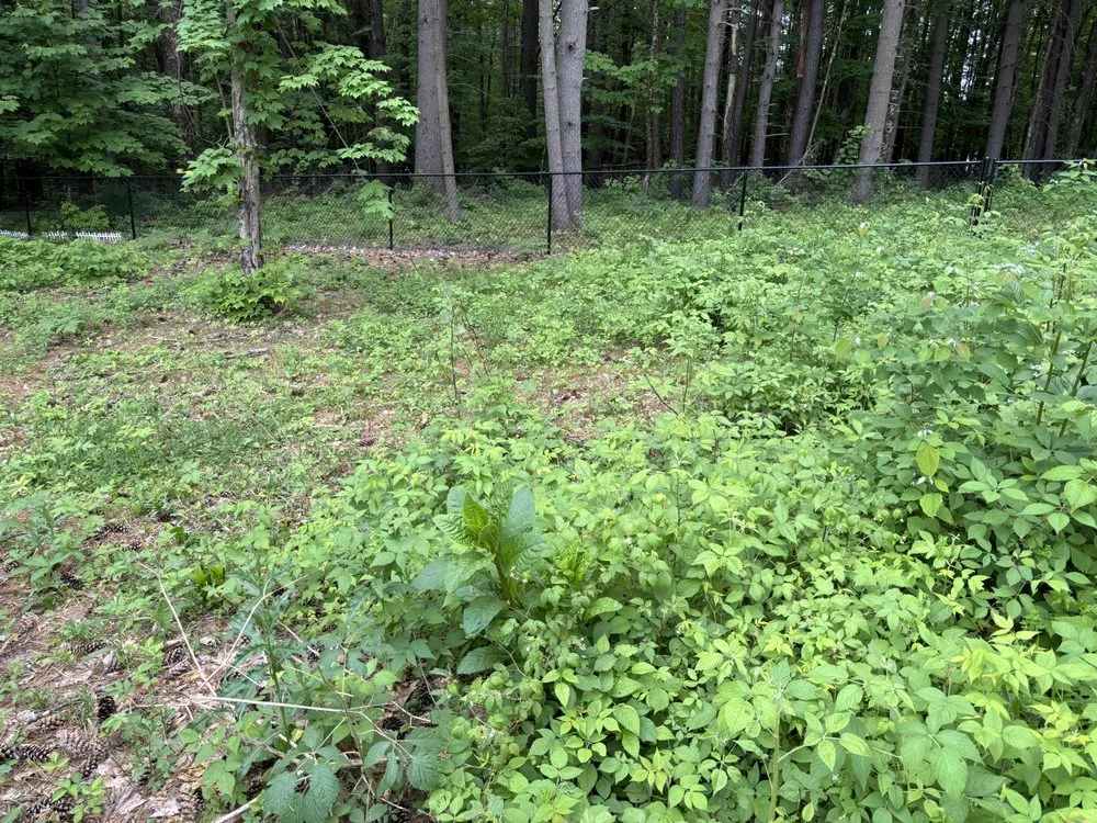 Expert yard cleanup service in Fort Edward, NY by Green Elite Property