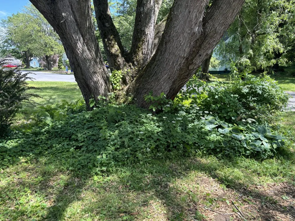 Professional yard maintenance for beautiful yards in Fort Edward, NY by Green Elite Property