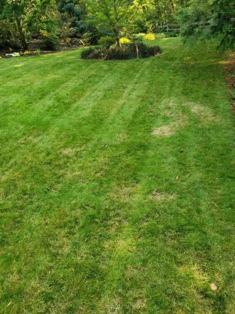 Trusted yard maintenance experts serving Medford, OR - Green Empire Lawncare