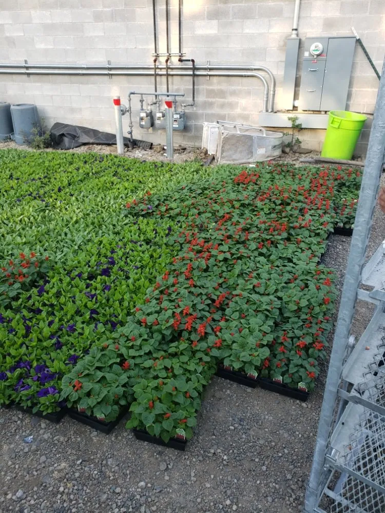 Affordable yard maintenance in Medford, OR by Green Empire Lawncare