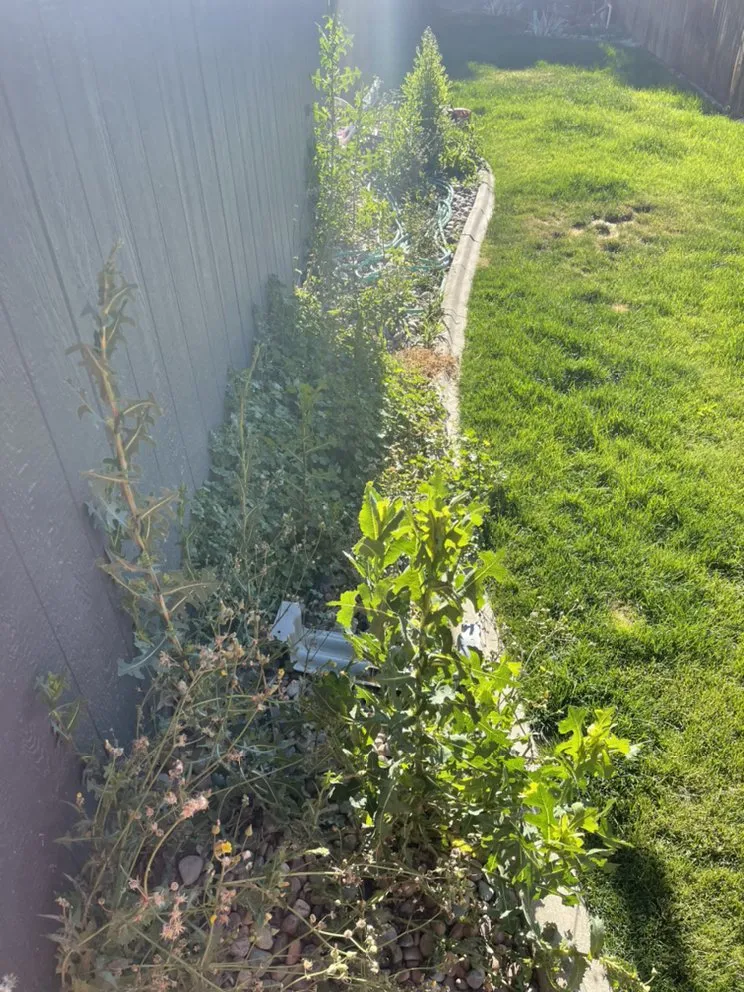 Top-rated lawn mowing service in Wapato, WA by Green Empire