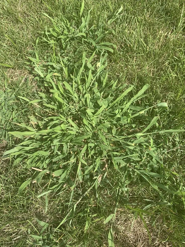 Professional yard cleanup service in Maryland Heights, MO by Green Envy Lawn Care