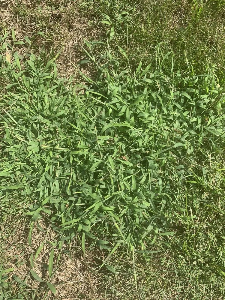 Trusted lawn care service for homes in Maryland Heights, MO by Green Envy Lawn Care