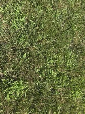 Green Envy Lawn Care