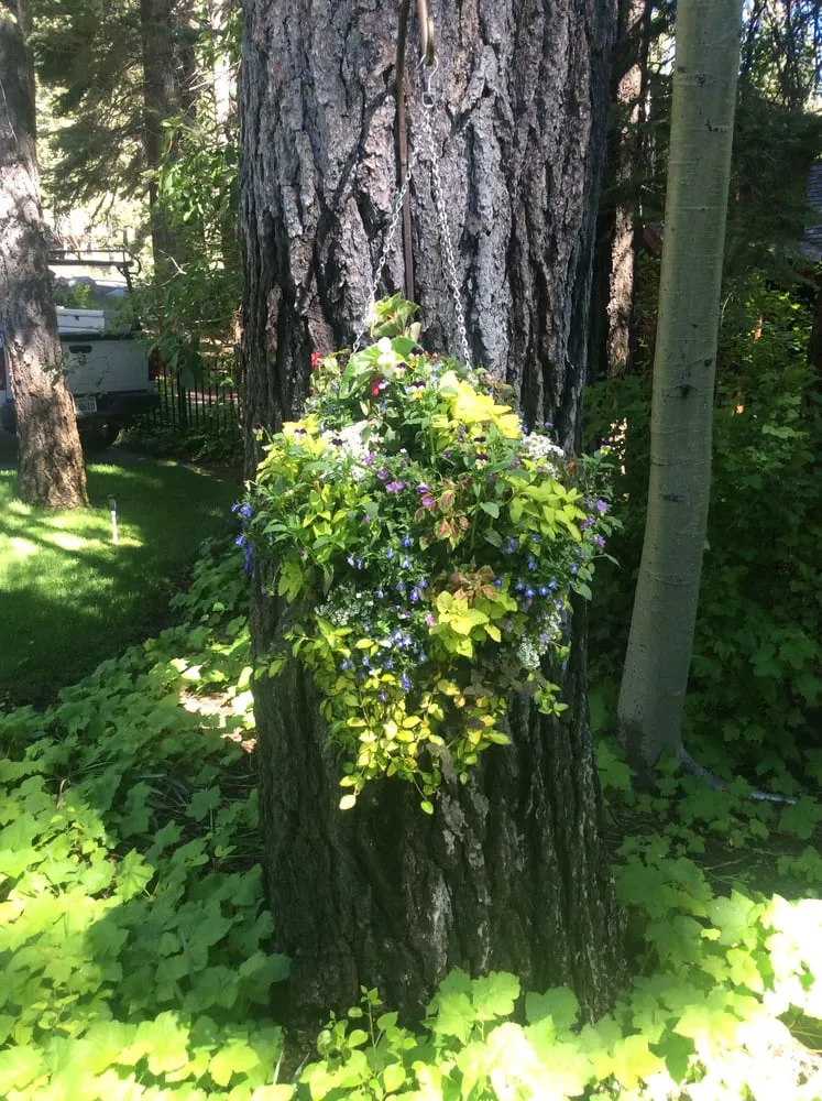 Affordable lawn mowing service in Tahoe City, CA by Green Envy
