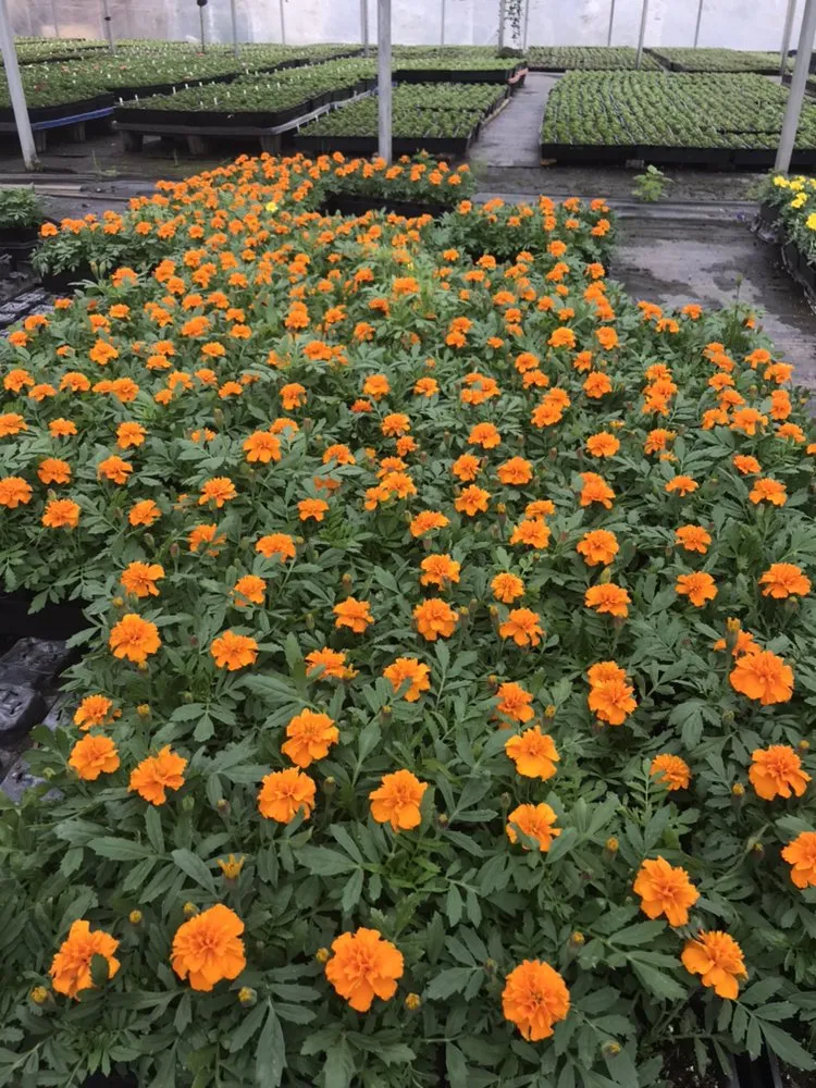 Reliable lawn care service in Sugar Land, TX by Green Envy Texas