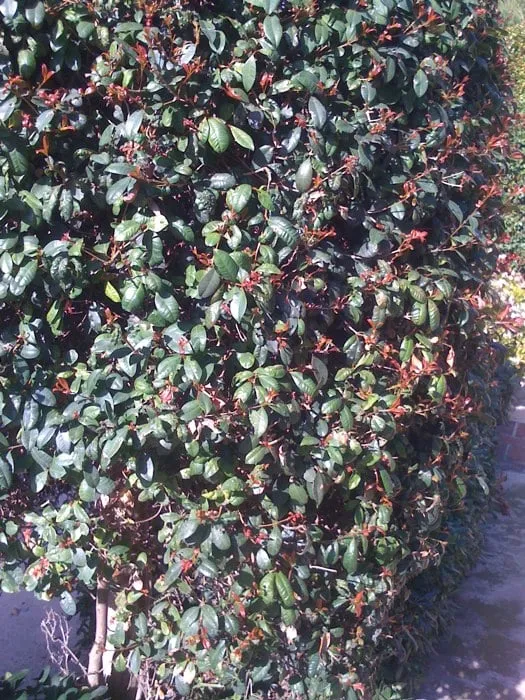 Reliable landscaping services in Trenton, NJ by Green Escape