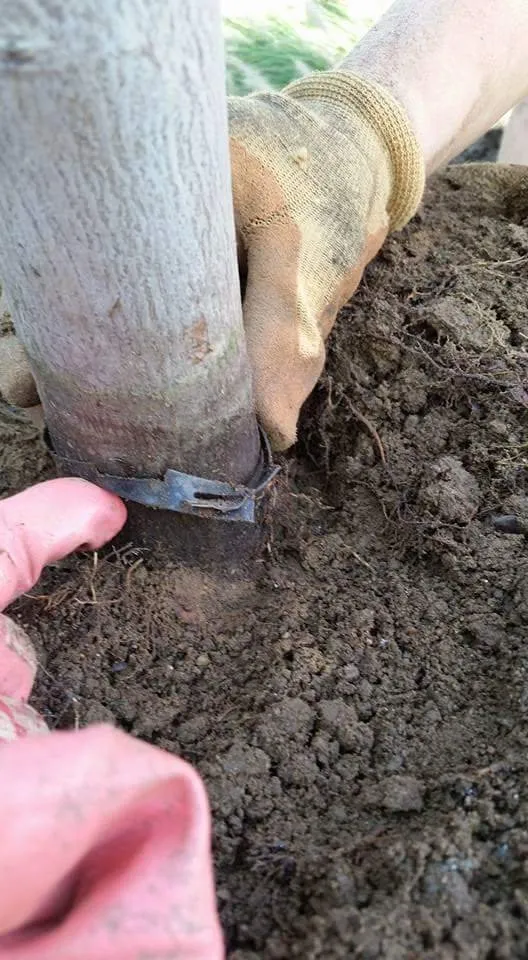 Trusted garden landscaping experts serving Ypsilanti, MI - Green Escapes Gardening