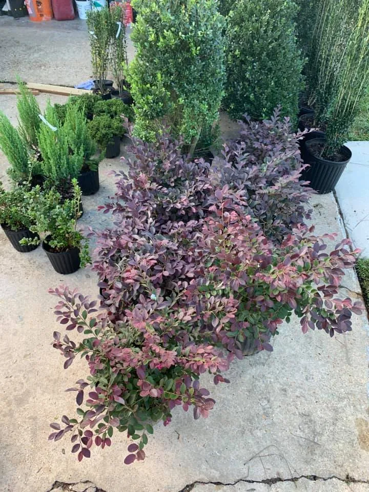 Expert lawn mowing service near you across Biloxi, MS - Green Escapes Lawns And Contracting Services