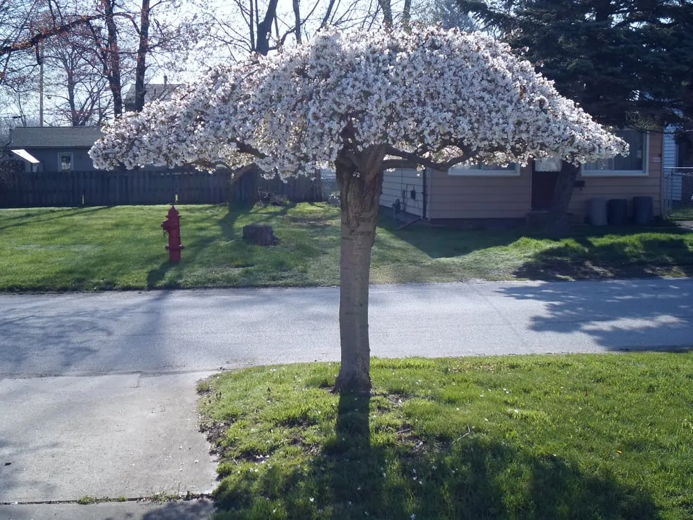 Trusted garden landscaping in Mantua, OH - Green Escapes