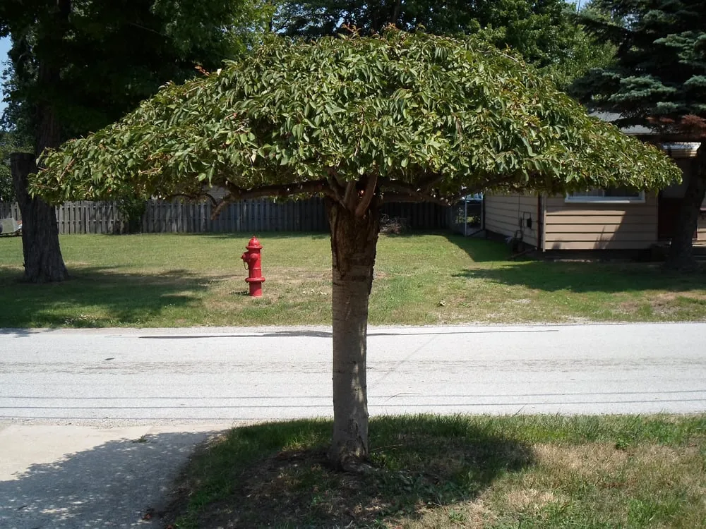 Local garden landscaping in Mantua, OH by Green Escapes