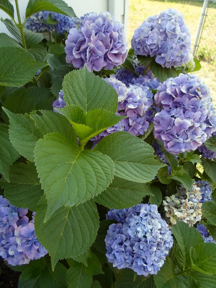 Top-rated yard maintenance in Mantua, OH - Green Escapes