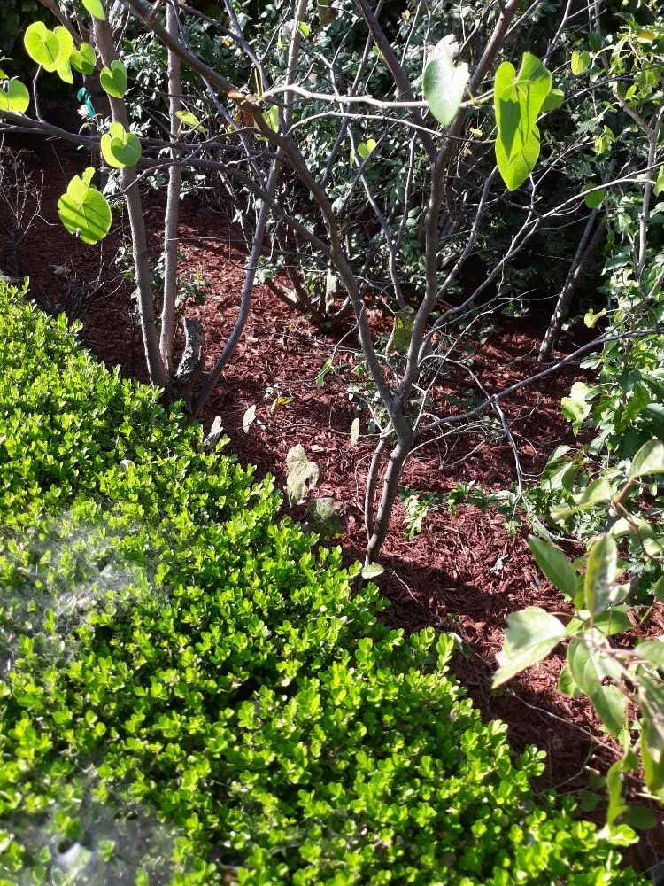 Trusted garden landscaping in Norman, OK - Green Essence