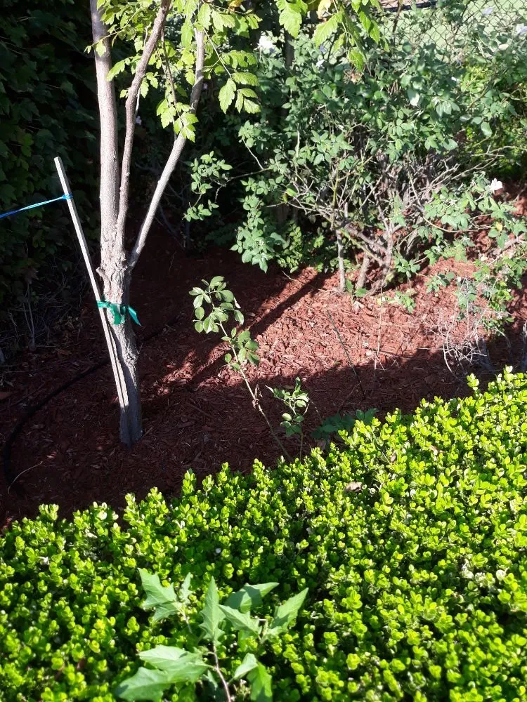 Expert residential landscaping in Norman, OK - Green Essence