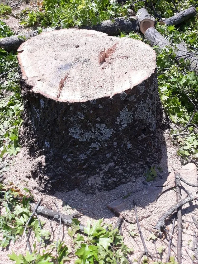 Top-rated yard maintenance near you across Norman, OK - Green Essence