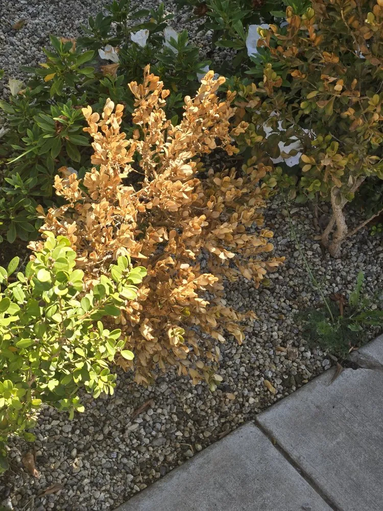 Local residential landscaping in Mission Hills, CA - Green Essence Tree and Landscape