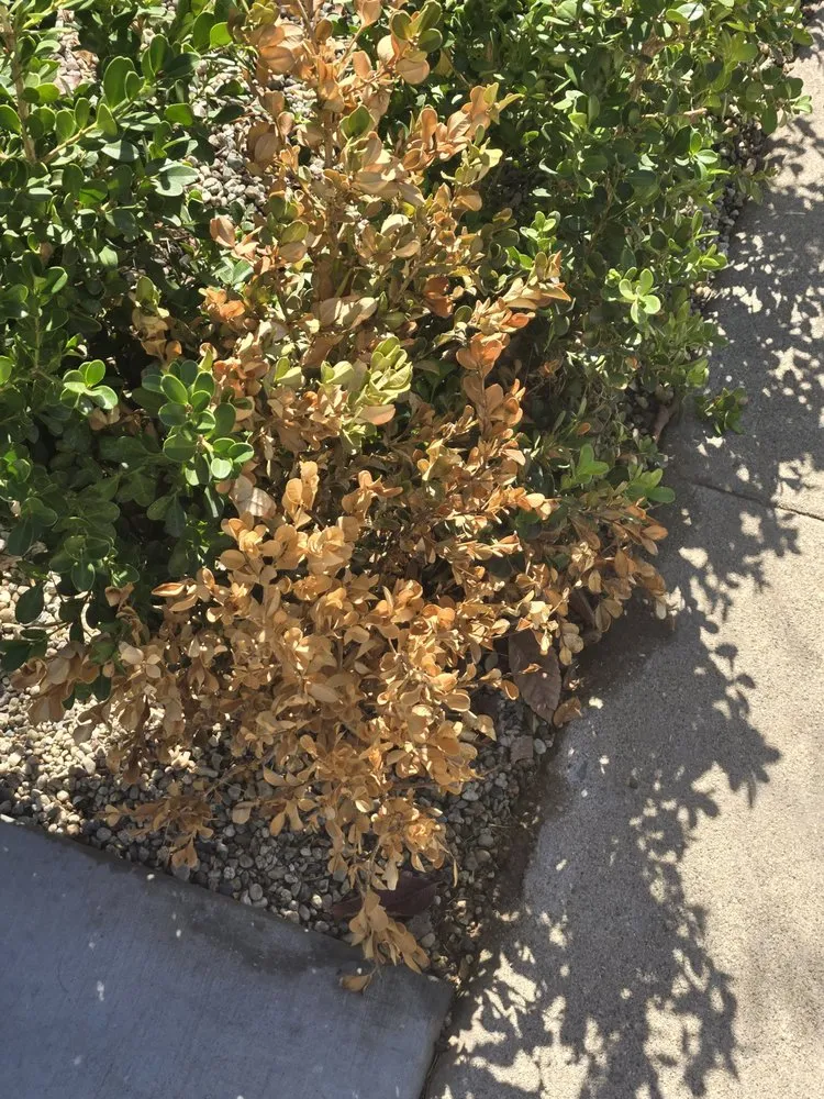 Trusted yard cleanup service in Mission Hills, CA by Green Essence Tree and Landscape