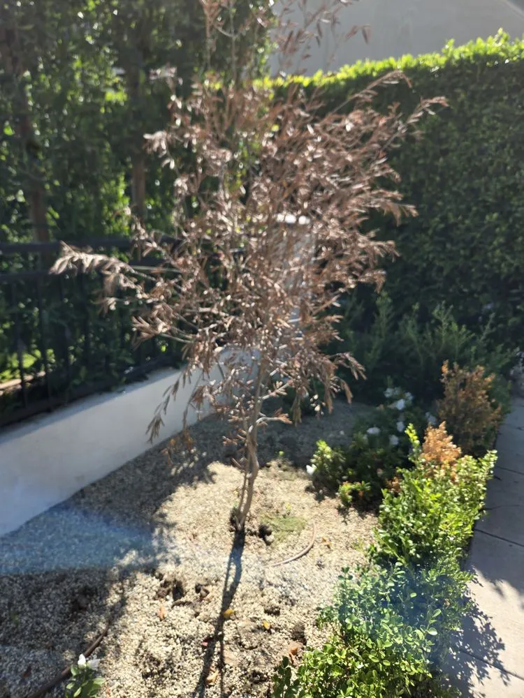 Custom yard cleanup service experts serving Mission Hills, CA - Green Essence Tree and Landscape