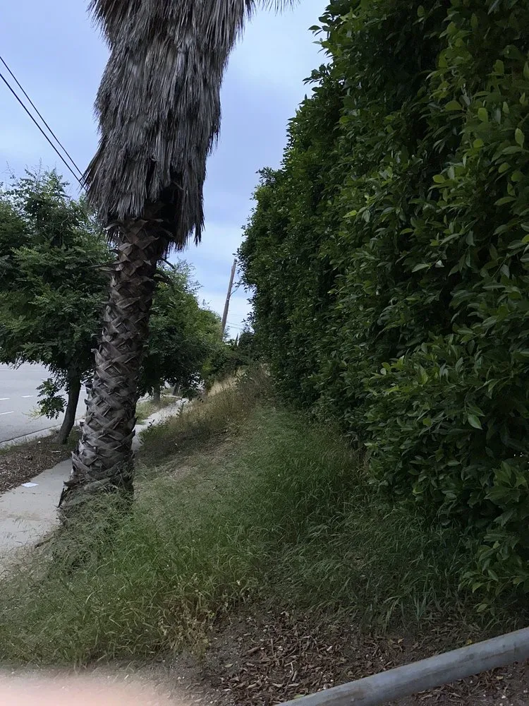 Custom yard maintenance near you across Mission Hills, CA - Green Essence Tree and Landscape