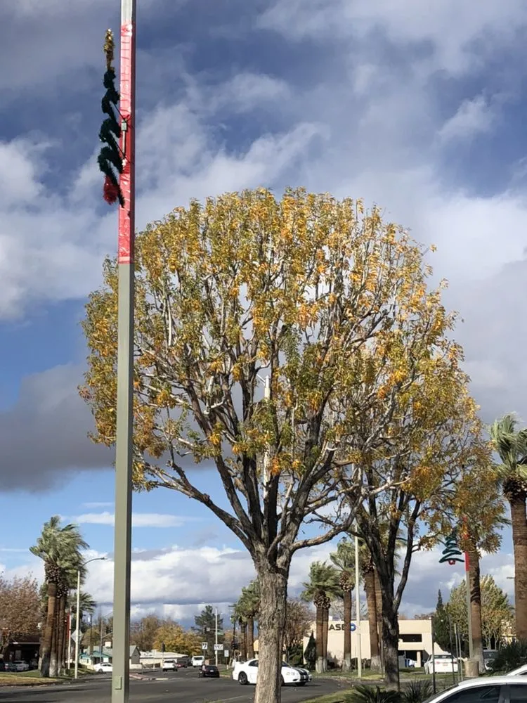 Expert landscape design in Mission Hills, CA by Green Essence Tree and Landscape