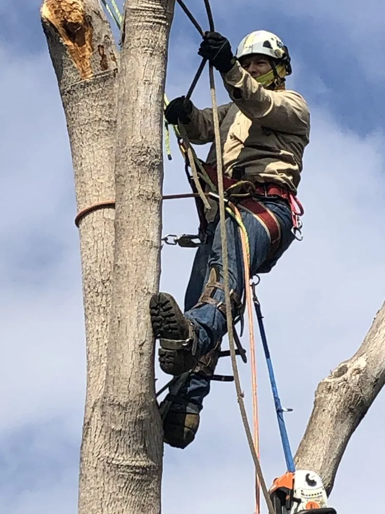 Affordable lawn care service in Mission Hills, CA - Green Essence Tree and Landscape