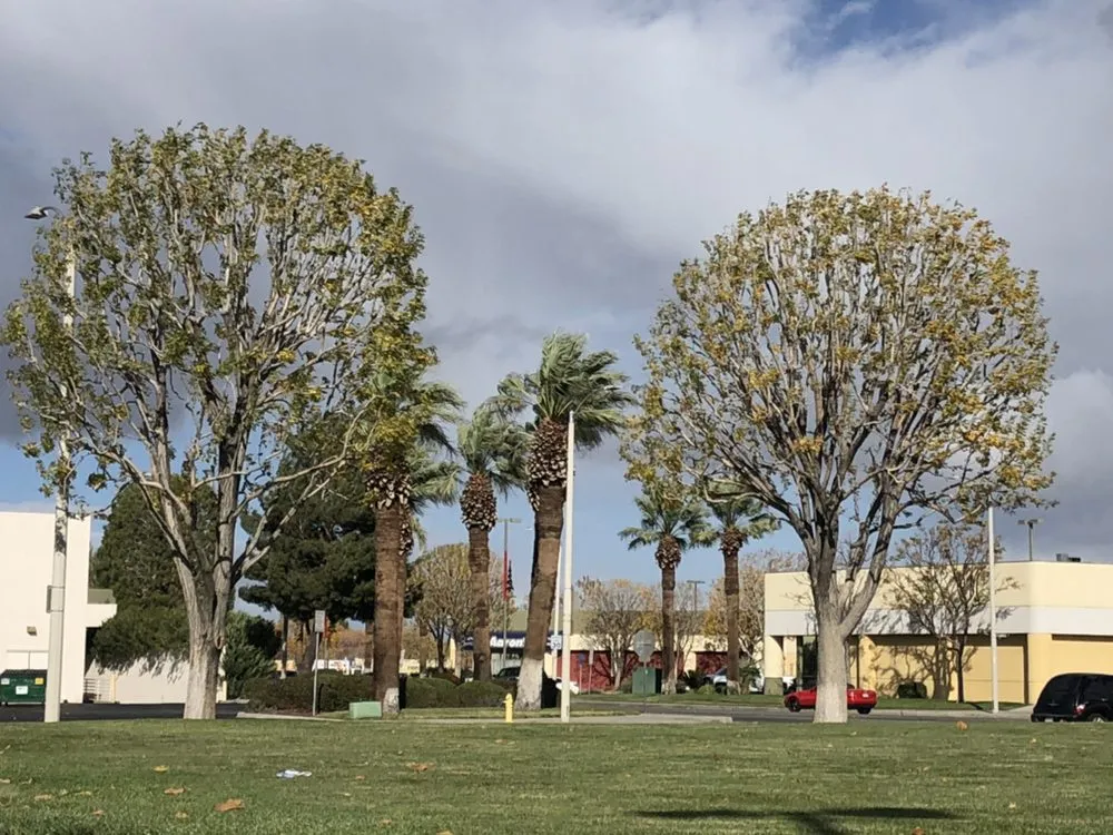 Affordable yard maintenance in Mission Hills, CA by Green Essence Tree and Landscape