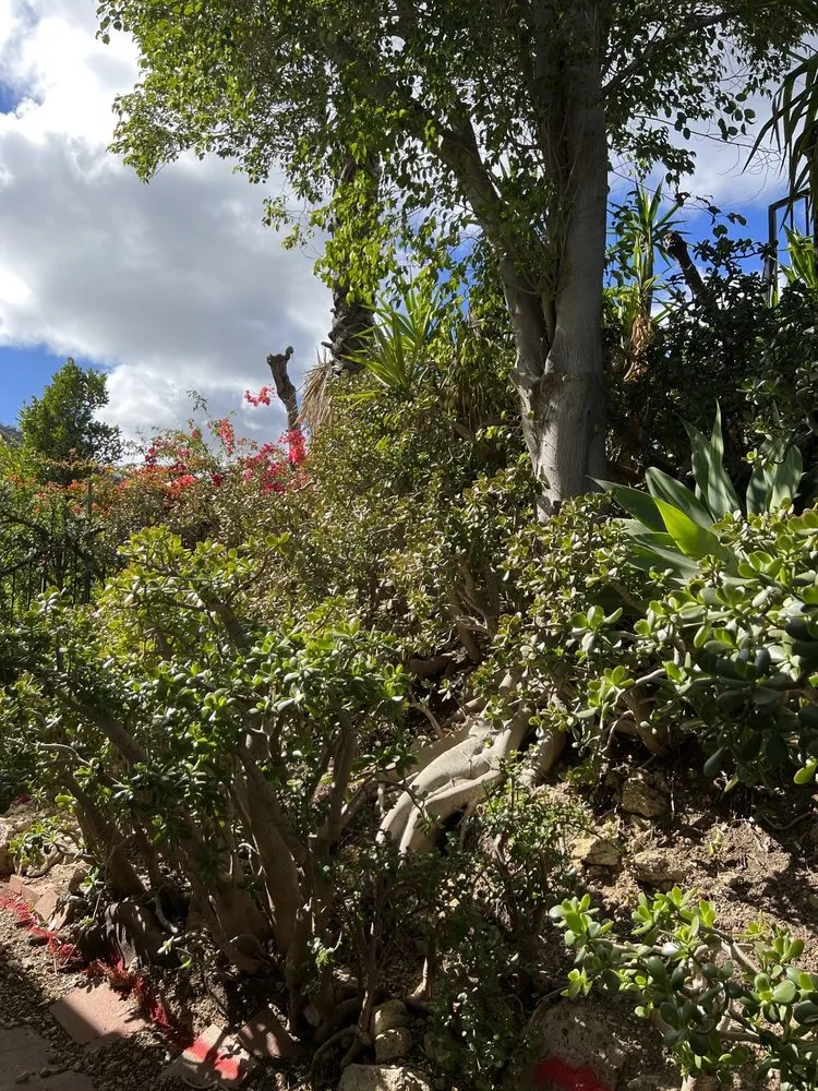 Reliable garden landscaping for residential properties in Mission Hills, CA by Green Essence Tree and Landscape