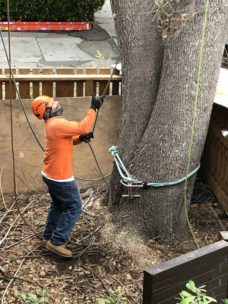 Local landscape design in Mission Hills, CA by Green Essence Tree and Landscape