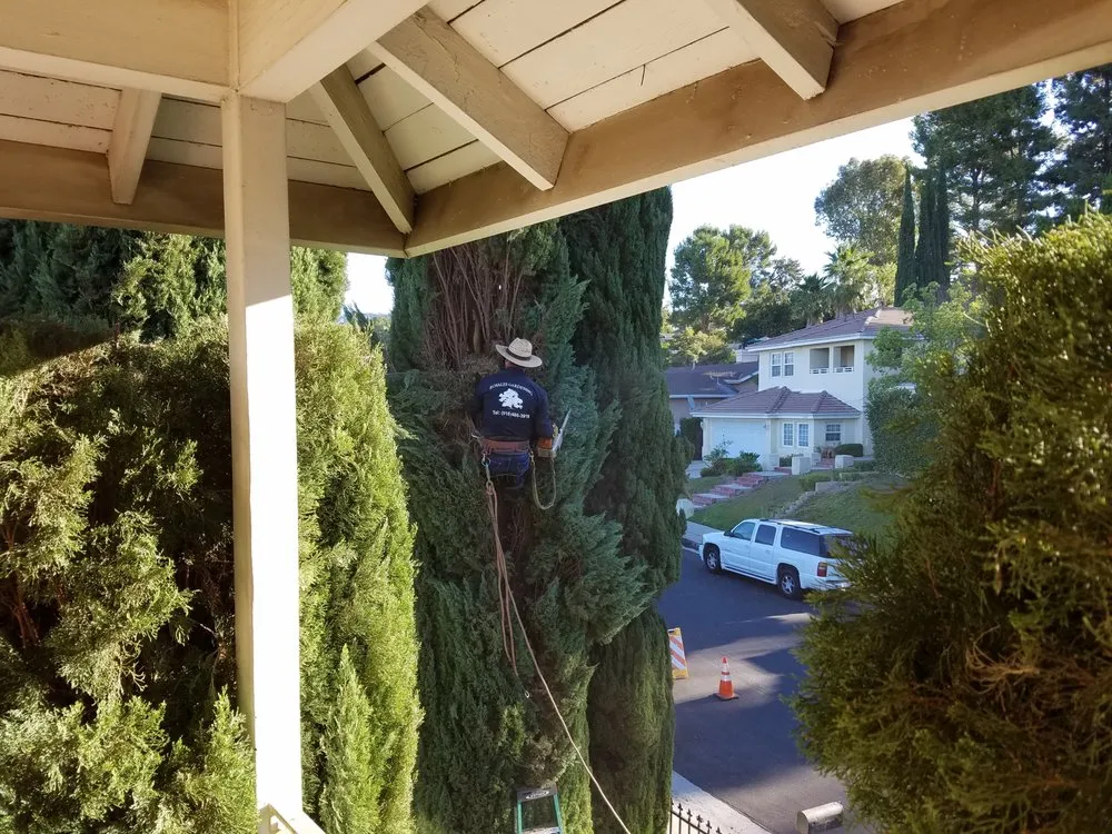 Local yard maintenance experts serving Mission Hills, CA - Green Essence Tree and Landscape