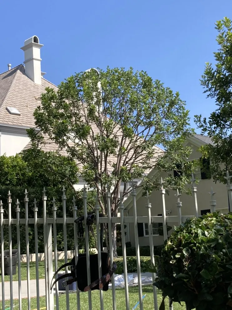 Top-rated yard maintenance experts serving Mission Hills, CA - Green Essence Tree and Landscape