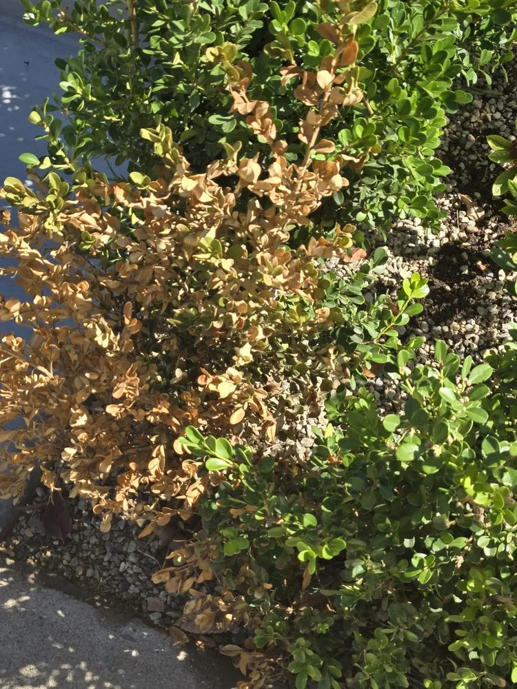 Professional landscaping services near you in Mission Hills, CA by Green Essence Tree and Landscape