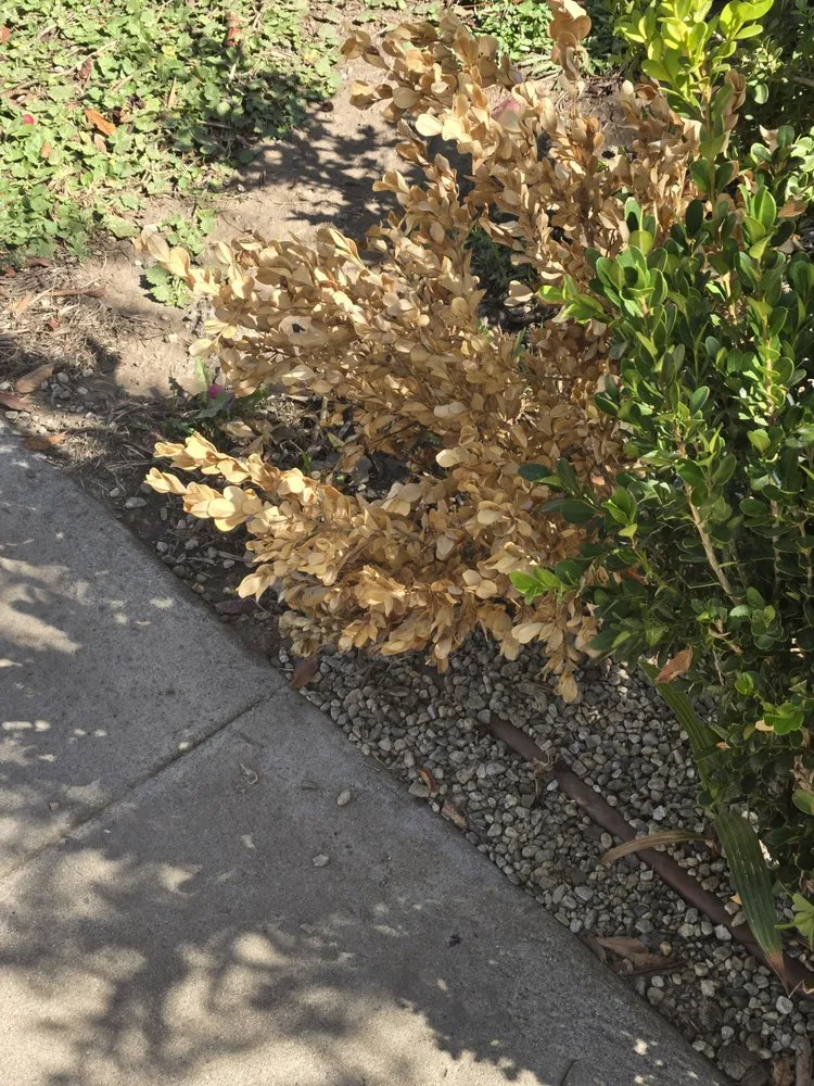 Professional lawn mowing service in Mission Hills, CA by Green Essence Tree and Landscape