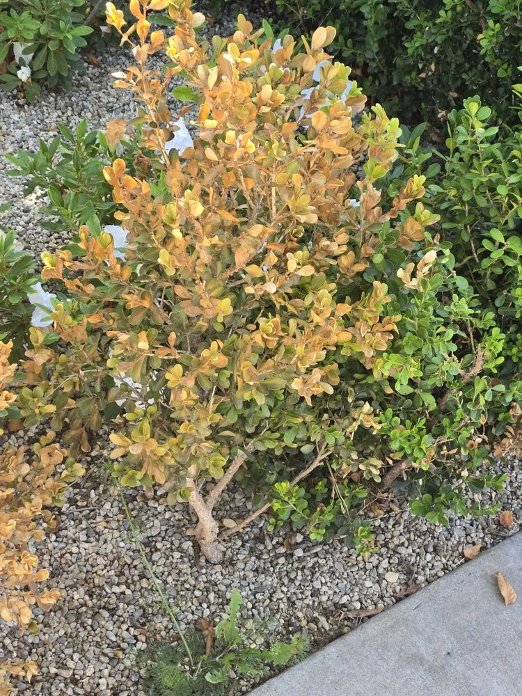 Top-rated yard cleanup service for outdoor upgrades across Mission Hills, CA - Green Essence Tree and Landscape