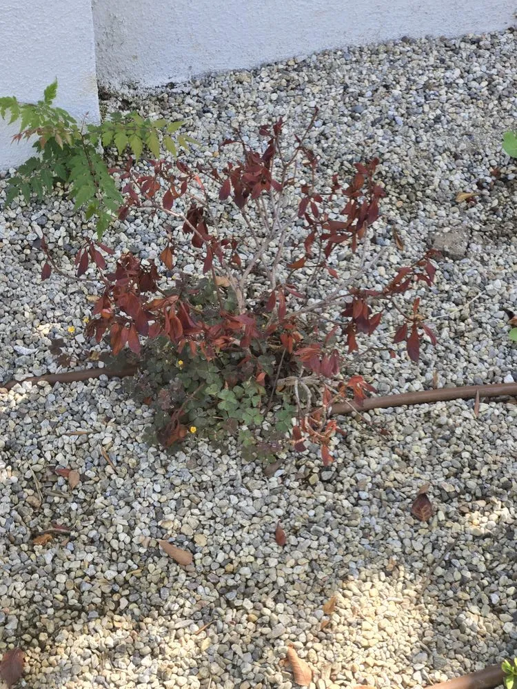 Custom lawn mowing service in Mission Hills, CA - Green Essence Tree and Landscape