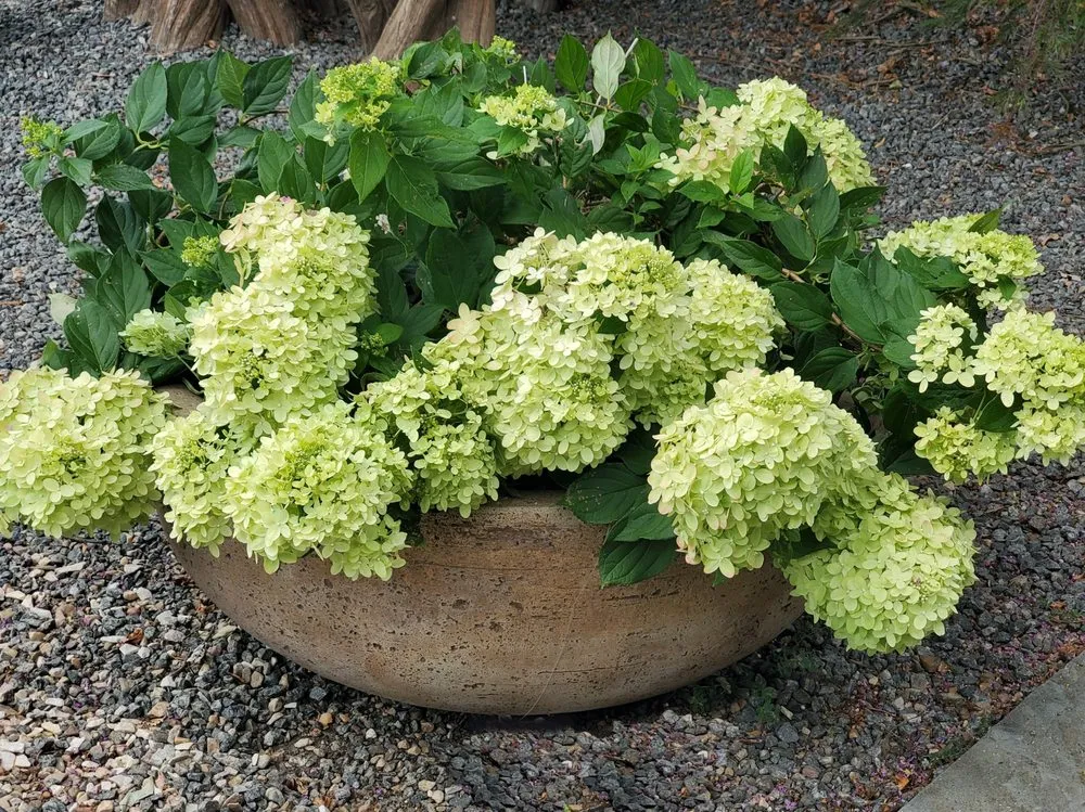 Top-rated lawn care service near you in Richmond, VA by Green Estates Landscape & Garden