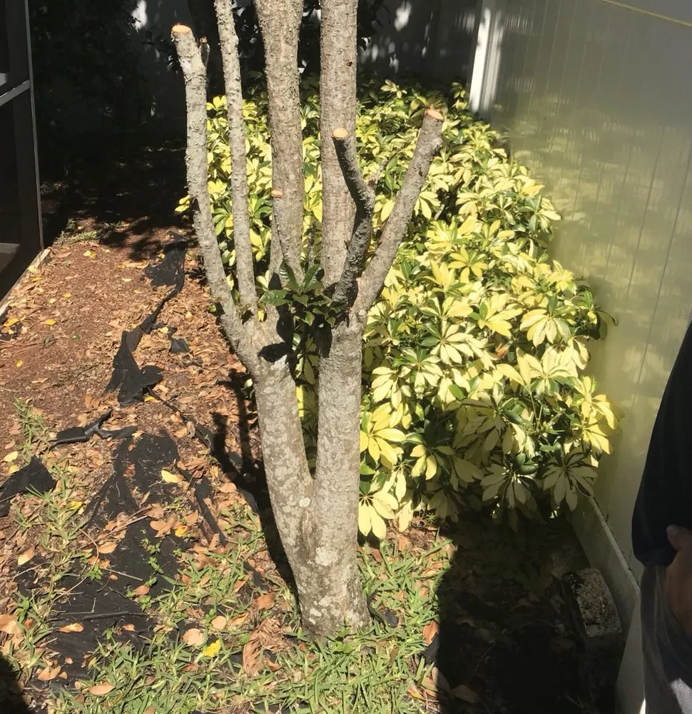 Trusted lawn care service in Lutz, FL - Green Estates Lawn and Garden Services